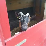 Kopf
