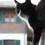 Kopf *